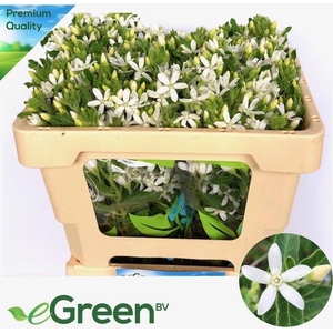 Oxypetalum Alba eGreen