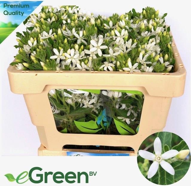 <h4>Oxypetalum Alba eGreen</h4>