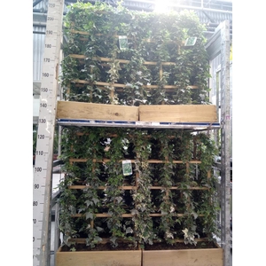 Hedera helix 'Glacier'
