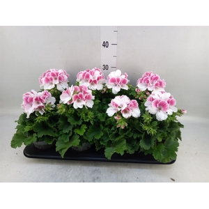 Pelargonium gran.   ..