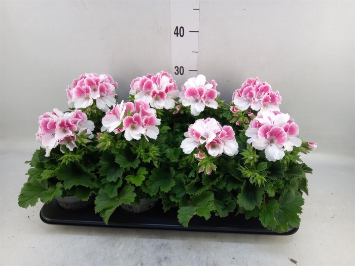 <h4>Pelargonium gran.   ..</h4>