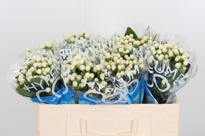 <h4>Hyp Coco Tiamo</h4>