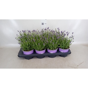 Lavandula angus. 'Hidcote'