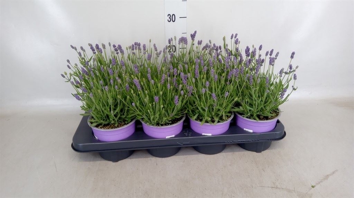 <h4>Lavandula angus. 'Hidcote'</h4>