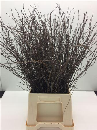 Berk Naturel 60 Cm