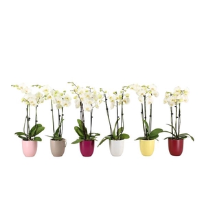 Hugo Paradise Mix Phal Wit 3T18+