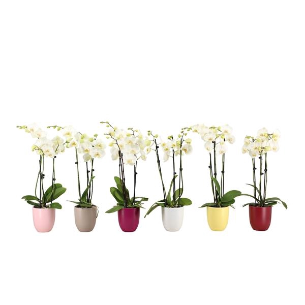 <h4>Hugo Paradise Mix Phal Wit 3T18+</h4>