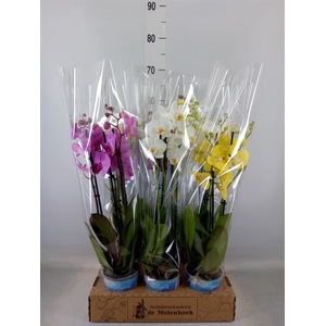 Phalaenopsis   ...mix  4