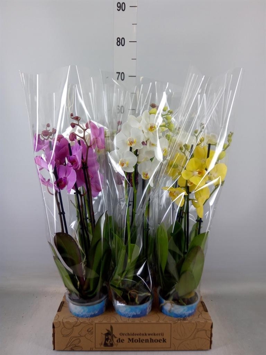 <h4>Phalaenopsis   ...mix  4</h4>