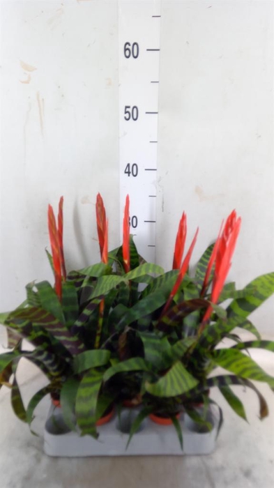 <h4>Vriesea 'Era'</h4>