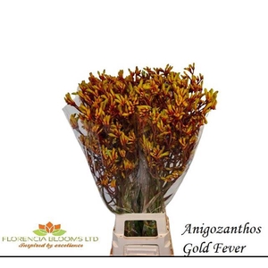 ANIGOZ GOLD FEVER
