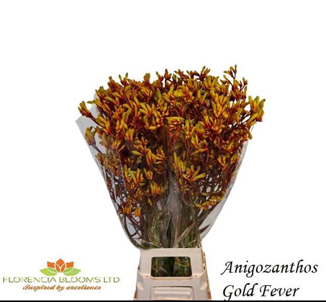<h4>ANIGOZ GOLD FEVER</h4>