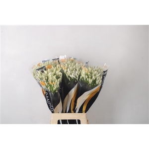 Agapanthus Eyfori White