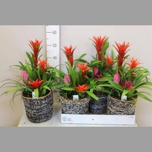 ARR BROMELIA