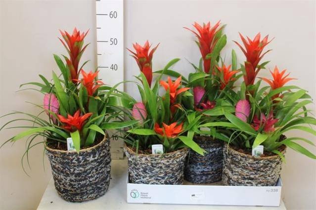 <h4>ARR BROMELIA</h4>