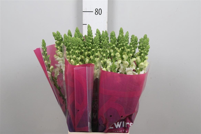 <h4>Antir Poto White</h4>