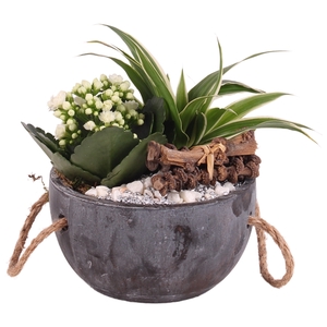 Yearround Special: Concrete pot with rope ø16cm 2 PP