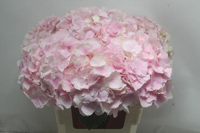 <h4>HYDR M CH VERENA</h4>