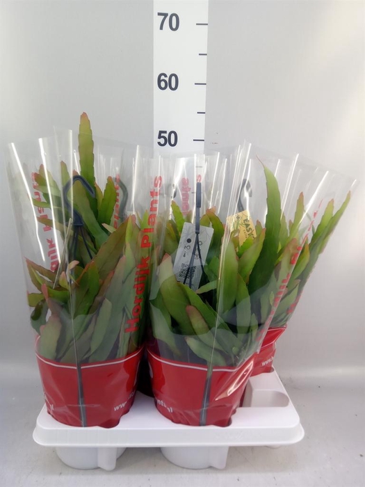 <h4>Pseudorhipsalis ramulosa</h4>