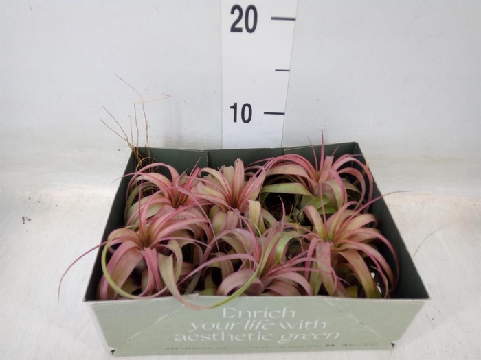 <h4>Tillandsia</h4>