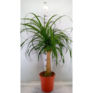 Beaucarnea recurvata