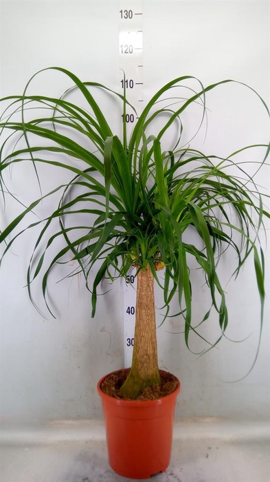 <h4>Beaucarnea recurvata</h4>