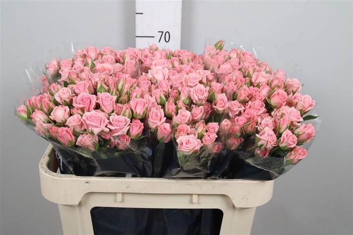 <h4>R Tr Odilia</h4>