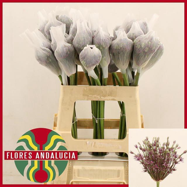 <h4>ALLIUM MERCURIUS</h4>