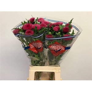 CIRS R ATROPURPUREUM