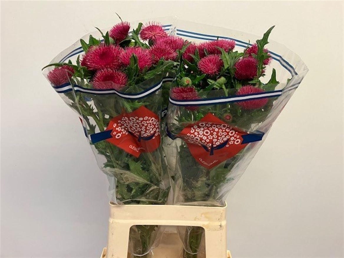 <h4>CIRS R ATROPURPUREUM</h4>