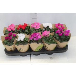 CYCLAMEN MINI P11
