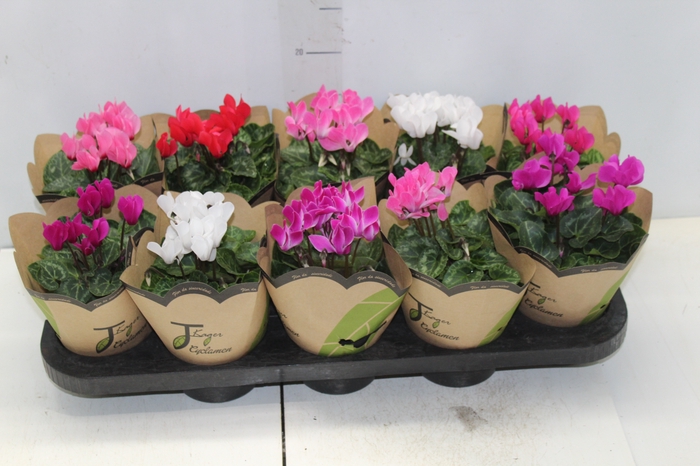 <h4>CYCLAMEN MINI P11</h4>