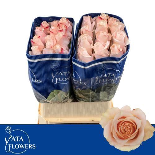 <h4>R Gr Pomarosa L7</h4>