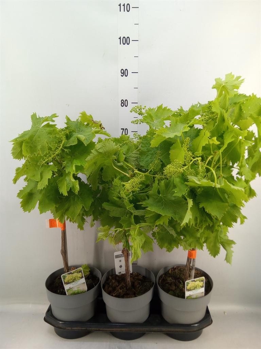 <h4>Vitis vinifera</h4>