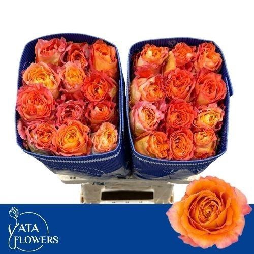 <h4>R GR FREE SPIRIT</h4>