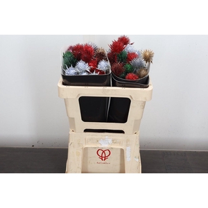 Eryn Wx 50cm Kerstmix