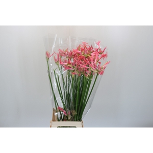 Nerine Flugel
