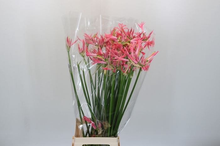 <h4>Nerine Flugel</h4>