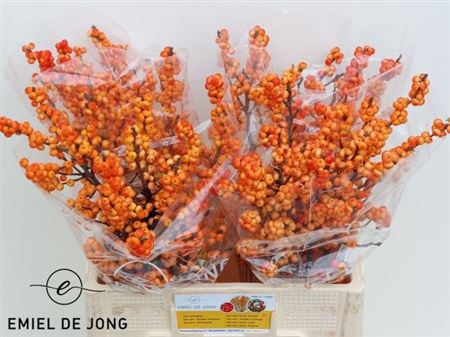 <h4>Ilex Ilexia Sunset</h4>