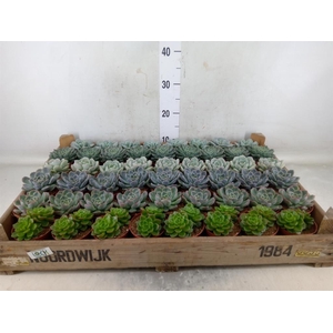 Echeveria   ...