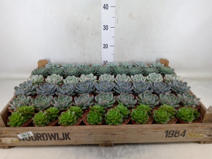 <h4>Echeveria   ...</h4>