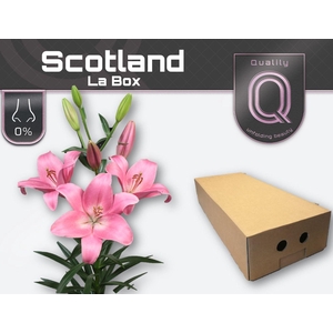 LI LA SCOTLAND LA BOX 5+