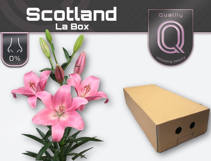 <h4>LI LA SCOTLAND LA BOX 5+</h4>