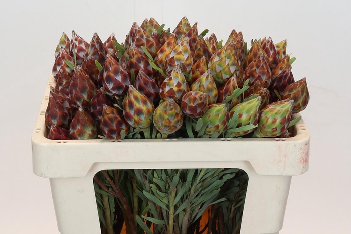 <h4>Kaaps Groen Plumosum Rubrum</h4>