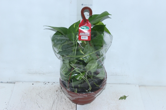 <h4>JIBOIA VERDE C21 PENDENTE</h4>