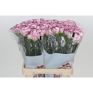 Dianthus St Mudah