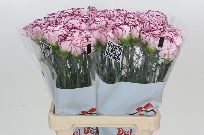<h4>Dianthus St Mudah</h4>
