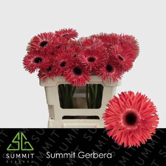 <h4>GE GS KATIE+</h4>