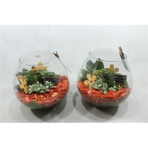 1486 ORANGE BOLGLAS