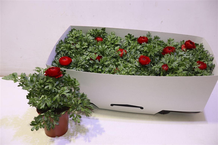 <h4>Ranun Sprink Red</h4>